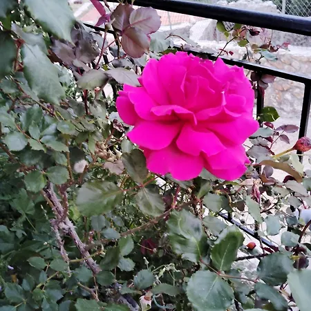 Appartamento Denis Argostoli (Kefalonia)