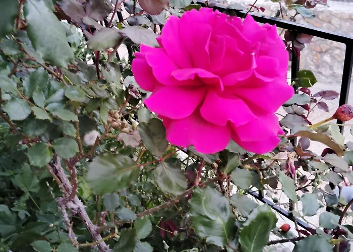 Διαμέρισμα Denis Αργοστόλι